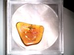 Baltic Amber Fossil W Insect Inclusion In Display Box. Xmas Christmas Gift Idea!