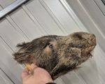 old vintage big Medallion Wild Boar Head hunting Trophy Taxidermy Wall Mounted