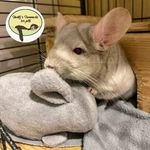 Hunty's Large Chin buddy.  Cosy snuggle cushion pal  for chinchilla,Etc pet toy
