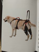 Lafoty Dog Knee Brace for ACL CCL Recovery & Long Term Joint Care XL New Sealed