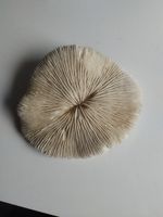 Vintage Dried Mushroom Coral 15cm X 13cm From Red Sea