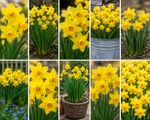 Tete A Tete 100 Bulbs +10 FREE Dwarf Daffodil Narcissi (Pre Order)