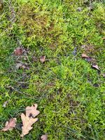 1kg Moss Live Sphagnum Fresh Foraged from Norfolk Woodland Wreath Floral Display