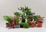 Terrarium Plant Selection
