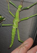 Diapherodes gigantea Green Bean Grow Your Own Please Read Description Carefully