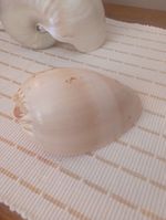 Polished Melon Shell. Natural Sea Shell