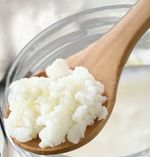 Organic milk  Kefir Grains 30g