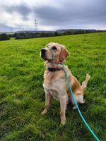 Anti Pull Lead | Figure 8 / Halter / Head Collar | One Size Fits All, Soft Nylon