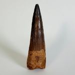 SPINOSAURUS TOOTH Fossil 8 cm (3.14") LARGE Dinosaur Tooth Cretaceous Morocco