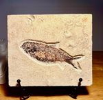 Fossil fish on matrix. Circa 48 m.y.o. Species  Knightia. 4040