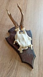 vintage Real  Skull with Horns, white bone, animal skull. Original 1920-30. 33;