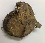 Genuine Ancient Irish Turf Peat Ireland Souvenir 2000 Year Old Gift land 