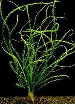 Crinum Calamistratum Bulb Tropical OXYGENATING HEALTHY AQUARIUM PLANTS