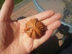 Carved wood netsuke large walnut collectable solid wooden carving netski