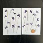Pressed Dried Wild Violet Flowers on Stems x20, for Arts Crafts Resin