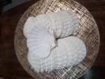 Scallop Shells 10cm-11cm Pack Of 40