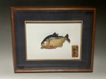 stuffed Brazil Rio Amazon tropical fish piranha taxidermy Wall hanging