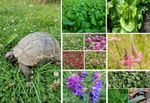 Tortoise Food Seed Mix | 200+ seeds | 12 native species | Same Day Dispatch