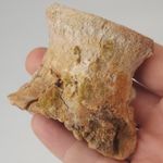 Vertebra Fossil - Dinosaur? - Kem Kem Beds - Morocco 