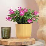 Christmas Cactus - Schlumbergera Pink & Purple Winter Flowering Indoor Plant