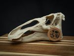 3D Printed Edmontosaurus Skull Replica – Scaled Down Dinosaur Bone Model Display