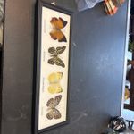 butterfly taxidermy in frame