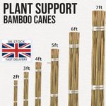 2 3 4 5 6 7 FT Bamboo Garden Canes Strong Thick Quality Plant Care Support Stick
