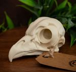 Owl Skull Replica Life Size Bird Skull Animal Skull Owl Anatomy Model