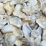 Natural Oyster Shells for crafts, Mixed Sizes, generally flat