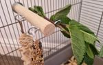 Perch & 4x Hooks - Pet Cage Accessories Hanging Toys Hammock Bird Rat Kiln Dried