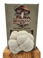Lions Mane Mushroom Kit XL 1.8KG – Ready to Fruit – Twice the Size!