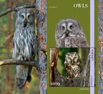 OWLS Birds of Prey Owl Bird MNH 1v-Stamp Sheet #2382 (2023 Liberia)