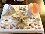 a lot of assorted seashells from the phillipines