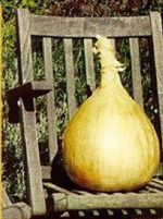 60 GIANT KELSAE EXHIBITION SHOW BENCH GRADE "A" KELSAE SEED -GIANT KELSAE ONION