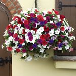 T&M Petunia Trailing Surfinia Collection Garden Patio Annual Postiplug Plants