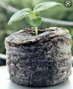 50 COCO COIR DISCS/COMPOST 30mm FOR FILLING PLUG TRAYS EXPAND QUICKLY