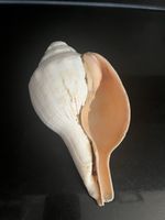 Conch shell From Sri Lanka, Approx 7 Inches Long
