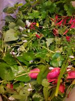 SMALL BOX Fresh Organic Seasonal foraged tortoise mix food MINI BOX   