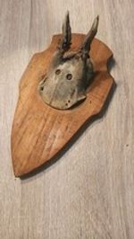 vintage Real  Skull with Horns, white bone, animal skull. Original 1920-30. 35