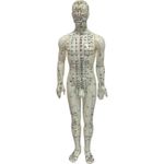 Male Acupuncture Model for Teaching Practicing and Studying with Meridian Lines