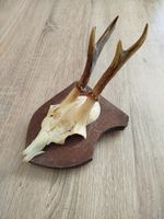 vintage Real  Skull with Horns, white bone, animal skull. Original 1920-30. Shl3