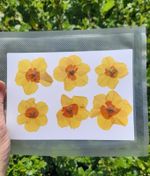 Pressed Flowers, Craft Supplies,  Dried Daffodils