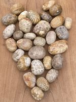 Fossilised Coral Tumblestone AAA+