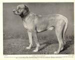 1930s Antique Rhodesian Ridgeback Dog Print Ch Viking Leo of Avondale 3622-F