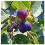 Large Fig Tree 'Brown Turkey' In a 2L Pot, Ready to Fruit, Sweet Taste