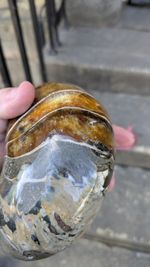 Special Offers  Large Fossil Nautilus 500 Million Years Madagascar £179 Freep&P