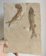 Two Natural Lycoptera Fish Fossils On Matrix. For Display Collection