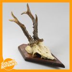 Roe Deer Antlers Horns Wall Hanging Mounted Hunting Trophy Rustic Home Decor
