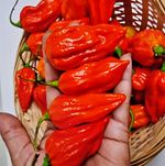 Naga Seeds Bangladeshi  Chilli