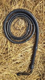 12 Feet Indiana Jones Black Bullwhip 12 Plaits Top Grain Cowhide Leather Whip